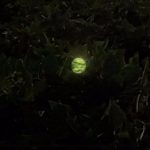 Imagem relacionada a Relato do Leitor: Luz verde estranha em Pirassununga (SP)