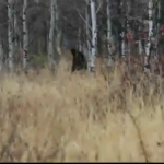 Imagem relacionada a 1 milhão de dólares para quem capturar o Pé Grande nos EUA