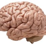 Imagem relacionada a Nossos cérebros contêm estruturas com 11 dimensões