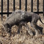 Imagem relacionada a Residentes da Califórnia (EUA) relatam avistamento de chupa-cabra