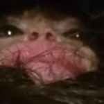 Imagem relacionada a Russo diz ter capturado filhote do Abominável Homem das Neves