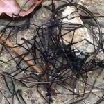 Imagem relacionada a Bizarra 'forma de vida' foi filmada em Taiwan