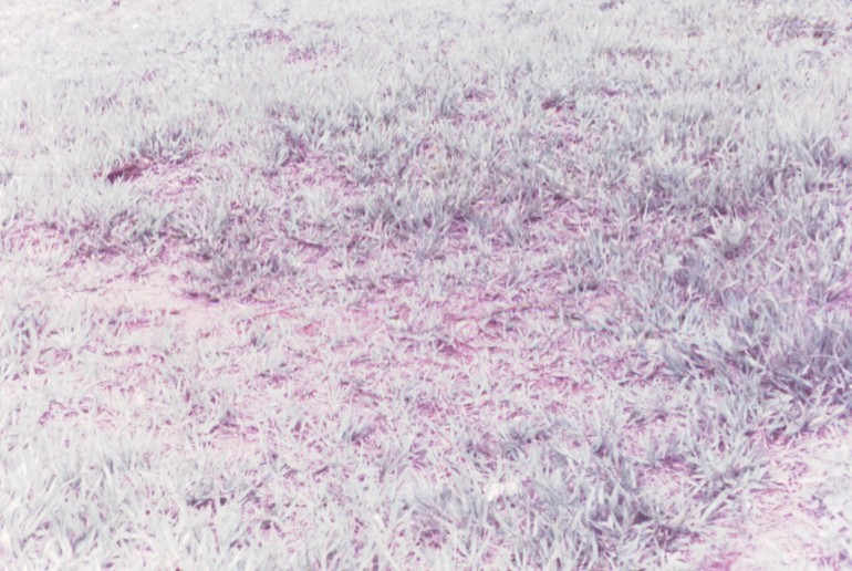 Imagem relacionada a Caso Maria Cintra e Leôncio Nunes Viana