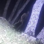 Imagem relacionada a Esta é a primeira imagem real de um alienígena?