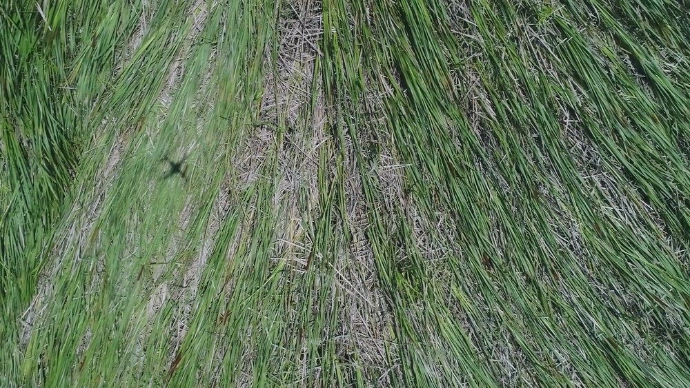 Imagem relacionada a Moradores de Peruíbe relatam pouso de disco voador