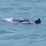 Imagem relacionada a Criatura mistériosa filmada por família em Sydney