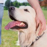 Imagem relacionada a Cães poderão "conversar" usando inteligência artificial em 10 anos