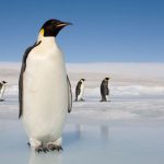 Imagem relacionada a Fóssil de pinguim de tamanho humano encontrado na Nova Zelândia