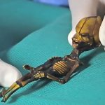 Imagem relacionada a Mistério do esqueleto alienígena do Atacama está resolvido