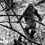 Imagem relacionada a Mulher processa estado da Califórnia após avistamento de Pé Grande