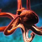 Imagem relacionada a Polvos são alienígenas, afirmam os cientistas
