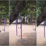 Imagem relacionada a Imagens de um 'balanço assombrado' surge online