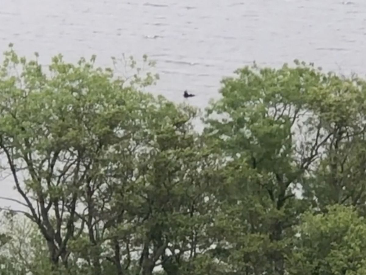 Imagem relacionada a Surgem novas imagens do Monstro do Lago Ness