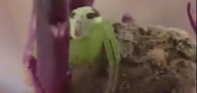 Imagem relacionada a Vídeo mostra aranha com cara de alienígena