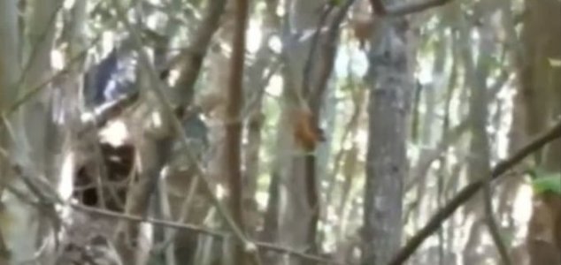 Imagem relacionada a Homem teria filmado Pé Grande na Carolina do Norte