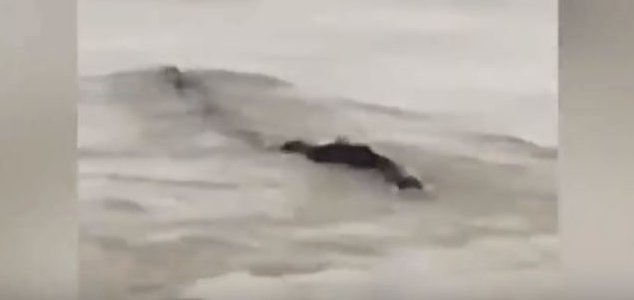 Imagem relacionada a Monstro do rio chinês não é o que parece