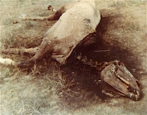 Imagem relacionada a Após 50 anos, Caso Lady Snippy ainda é um mistério