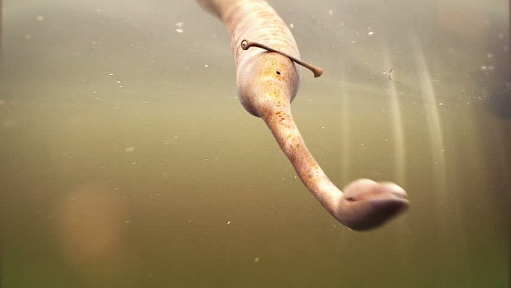 Imagem relacionada a Monstro Tully é mais misterioso do que você pode imaginar