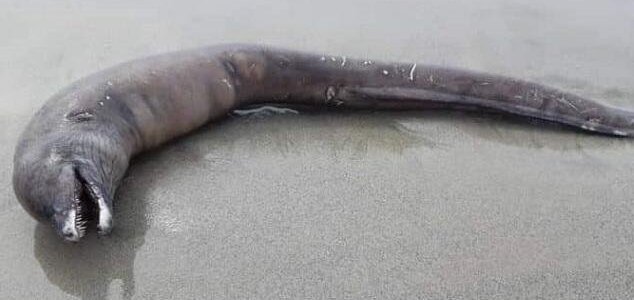 Imagem relacionada a Criatura estranha aparece em praia do México