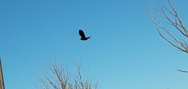 Imagem relacionada a Falha na matrix? Pássaro paira imóvel em vídeo