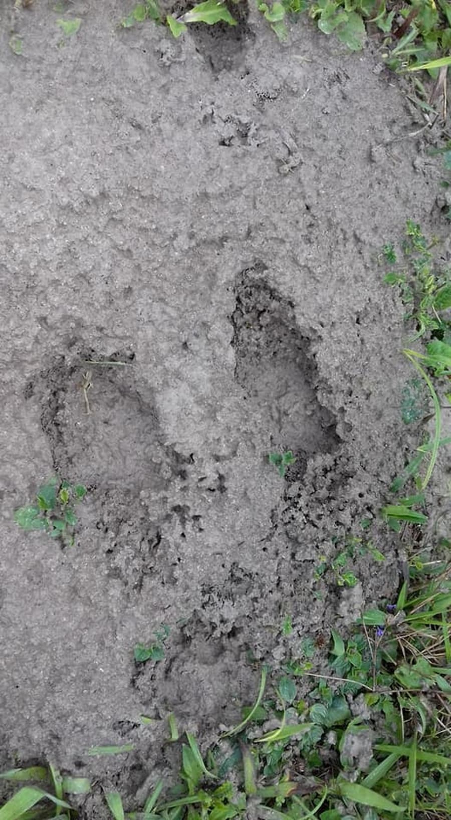 Imagem relacionada a Chupa Cabra? Animais mortos com ferida no pescoço são encontrados no interior de São Paulo