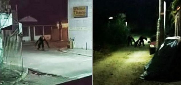 Imagem relacionada a Criaturas estranhas surgem no Brasil