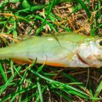 Imagem relacionada a Cidade do Texas reporta chuva de peixes