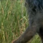 Imagem relacionada a Suposto 'Pé Grande' capturado em câmera de trilha no estado de Washington