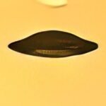 Imagem relacionada a OVNI sobre Juarez - especialista divulga foto melhorada com ajuda de IA