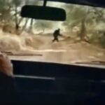 Imagem relacionada a Mulher encontra vídeo de Pé Grande entre as fitas VHS do falecido pai