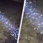 Imagem relacionada a Fenômeno incomum: pó cai do céu e intriga moradores na costa leste dos EUA