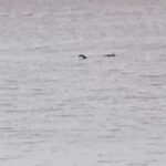 Imagem relacionada a Suposto 'monstro marinho' avistado na costa de Somerset, Inglaterra