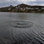 Imagem relacionada a Criatura misteriosa avistada em lago de Atizapán de Zaragoza intriga moradores