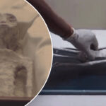 Imagem relacionada a Os supostos 'Seres Alienígenas' no México são múmias de Nazca? Entenda