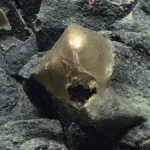 Imagem relacionada a Descoberta misteriosa: Ovo Dourado encontrado nas profundezas do Oceano Pacífico