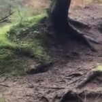 Imagem relacionada a Tempestade levanta o chão da floresta em remota floresta escocesa