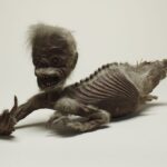 Imagem relacionada a Novos exames revelam o que há dentro da horrível 'Sereia de Fiji'