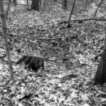 Imagem relacionada a O mistério de Kecksburg: o incidente OVNI que intrigou uma pequena cidade