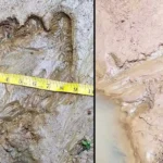 Imagem relacionada a Esta pegada de cinco dedos é do Pé Grande?