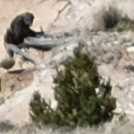 Imagem relacionada a Suposto 'Pé Grande' fotografado em desfiladeiro próximo a Ganado, Arizona (EUA)