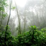 rainforest surrounded by fog