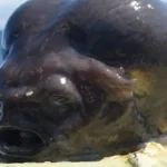 Imagem relacionada a Pescador captura criatura bizarra que parece a cabeça de um alienígena