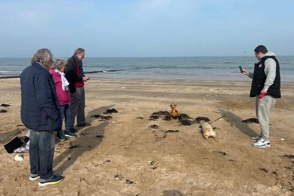 Imagem relacionada a Misteriosa 'sereia esquelética' aparece em praia na Inglaterra