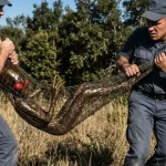 Imagem relacionada a Militares admitem versões ensaiadas sobre o ET de Varginha